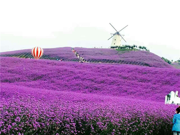 馬鞭草花海